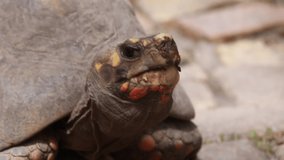 Video of adult red-footed tortoise bubbling at the mouth giving photographer side eye as he wanders down a brick footpath in Saint Peter, Barbados, at the Barbados Wildlife Reserve, chewing leaves.