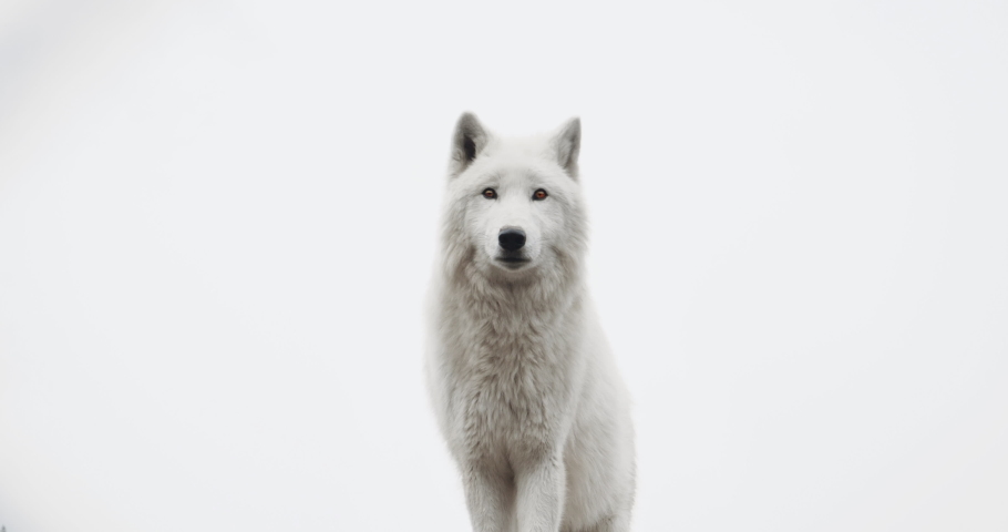 White north wolf. It stands on top of the mountain, looking for prey. Concept: Wildlife, Predators. 4к
