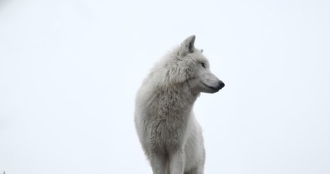 White north wolf. It stands on top of the mountain, looking for prey. Concept: Wildlife, Predators. 4к