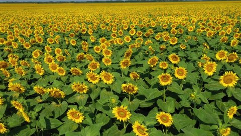 4k drone video of sunflower field. Agriculture. Aerial view of sunflowers.Taking sunflower blooming in a vast sunflower field fluttering in the wind