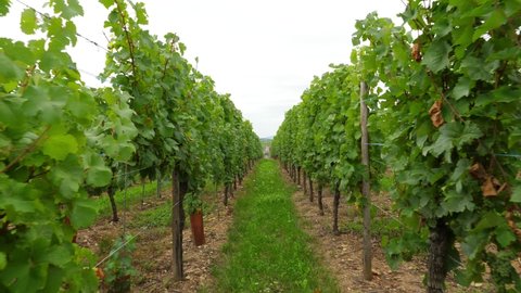 Walk between rows of lush green vines at large vineyard, old church seen at distance. Trekking at beautiful Alsace area, famous Wine Route at Haut-Rhin, France