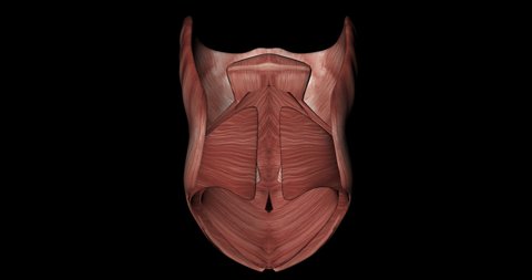 Abdominus and Obliquus Muscles of Human Body