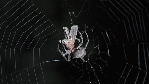 Spider hunt on web at night and eating prey, 4k