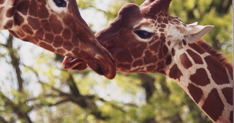 Two giraffes showing behaving affectionately with each other