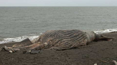 Dead whale on the beach with gray sand