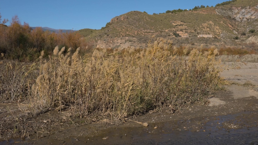 movement of vegetation in the vicinity of a river, the vegetation is dry, there are stones, there are trees, the sky is clear