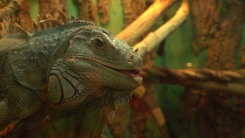 Common green iguana opened her mouth and looks around in camera
