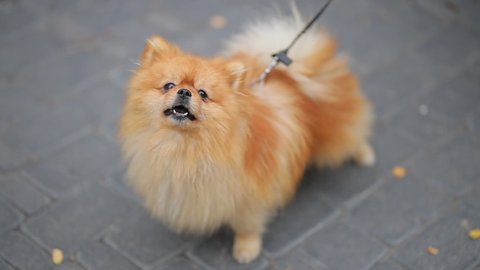 Pomeranian spitz dog barks on the street. Angry Pomeranian spitz. 