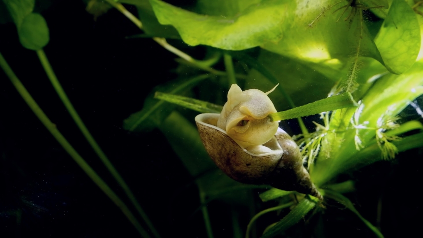 active and hungry great pond snail sit on leaf of water soldiers aquatic plant and feed on green algae in European coldwater biotope aqua, captive wild behaviour