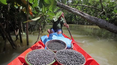Pará, Brazil, November 8, 2011: Man rowing boat with fresh acai berries in straw baskets down the river in the Amazon rainforest. Concept of nature, environment, conservation, sustainability, harvest.