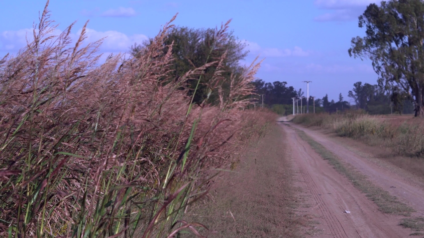Weeds moved by the wind run along a dirt road in a rural area