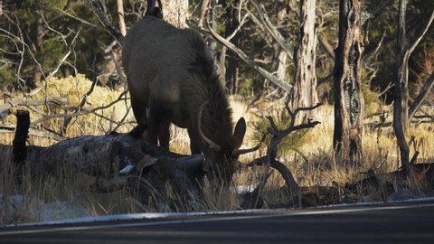 Wild Elk Grazing Beside Road At Mather Campground. Locked Off