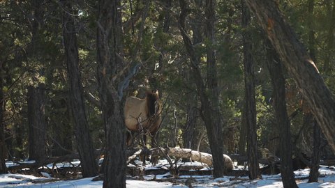 Wild Elk Walking Behind Trees Near Mather Campground. Locked Off