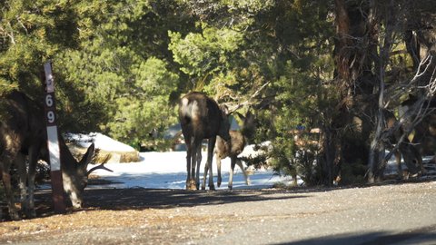 View Of Gang Of Elks Walking Across Road Near Mather Campground. Locked Off