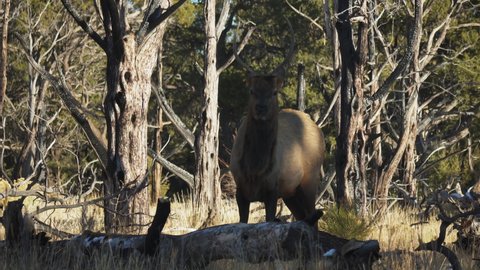 Wild Elk Eating And Chewing At Mather Campground, USA. Locked Off