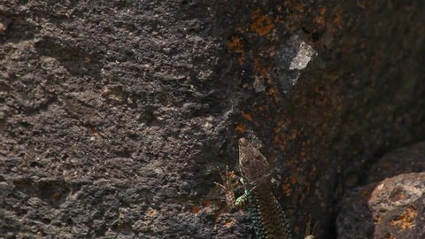 Brown lizard climbs rough textured dark stone wall, wildlife close up