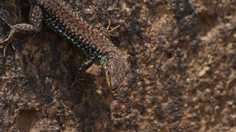 Brown Darevskia Armenian lizard perfect camouflage on dark stone wall close up