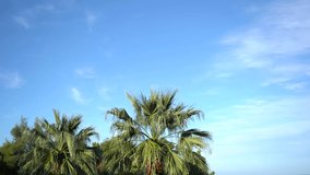 Video time lapse of many treetops of green palm trees isolated on sunny blue sky background