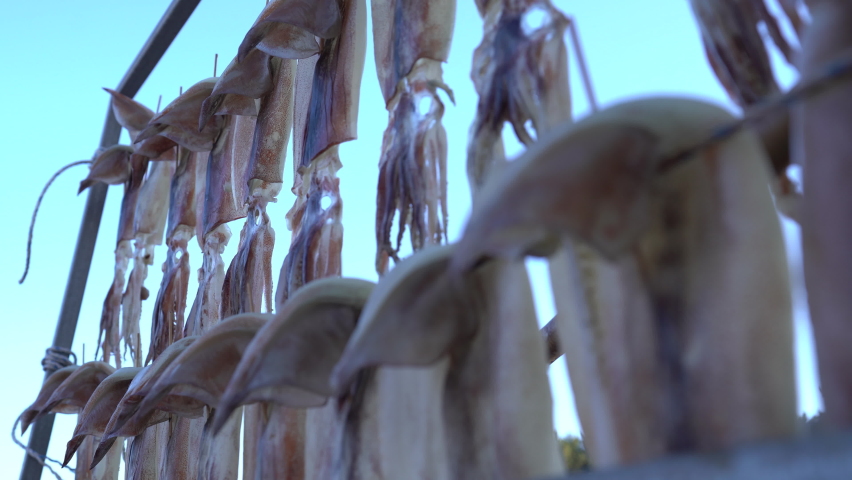 drying squids near the sea in the windy day