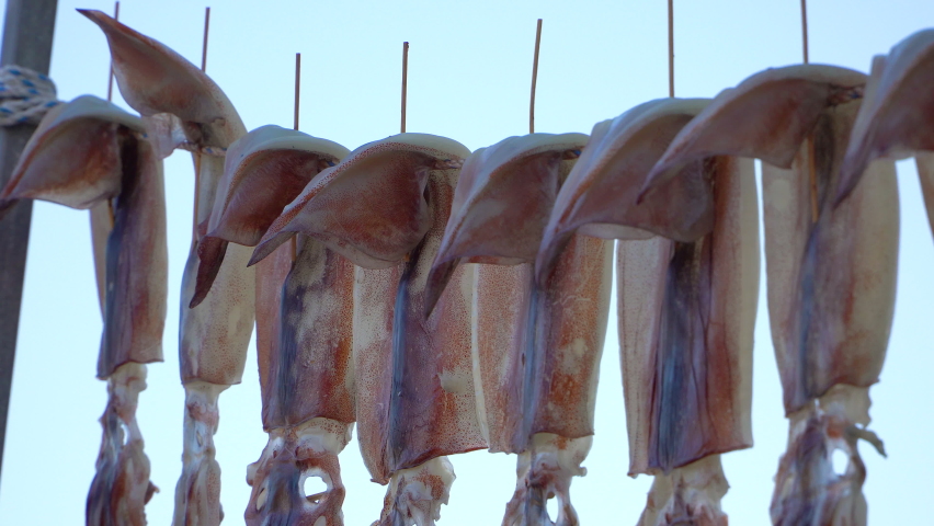 drying squids near the sea in the windy day