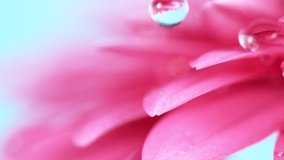 Beautiful Colorful Gerbera Daisy with Water Drops Falling. - Powered by Shutterstock - Get 15% off with code: PIKWIZARD15