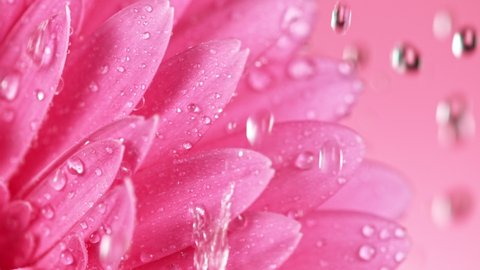 Beautiful Colorful Gerbera Daisy with Water Drops Falling.