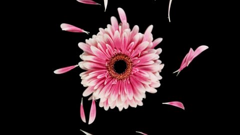 Beautiful colorful gerbera daisy rotation. Super slow motion