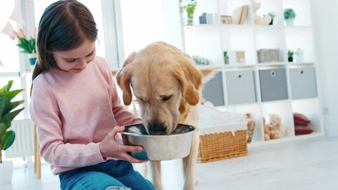 Little girl holding metal bowl in her hands and feeds golden retriever dog
