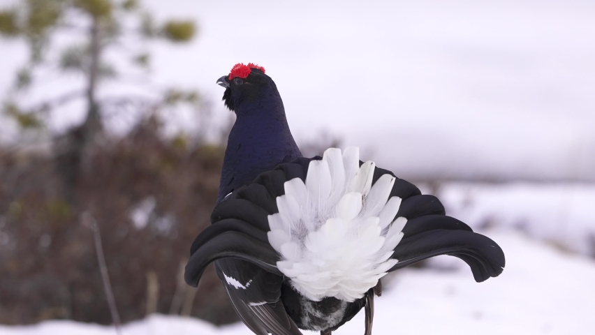 Black grouse lekking and playing in the spring