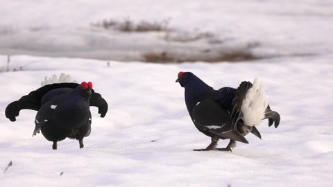 Black grouse playing and having small fights