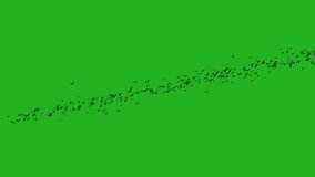 Flying birds green screen motion graphics