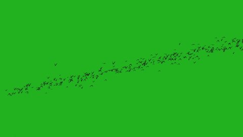 Flying birds green screen motion graphics