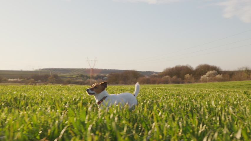 Dog Jack Russell Terrier runs jump walk Wheat Field green along country road for with his owner sticking out his tongue in spring at sunset slow motion. Pet runs quickly in meadow. Lifestyle. Agro | Shutterstock HD Video #1071135760