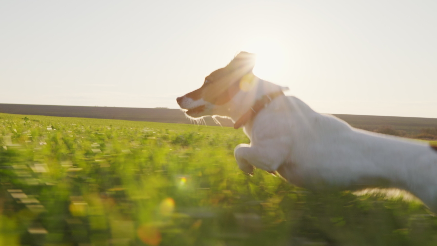 Dog Jack Russell Terrier runs jump walk Wheat Field green along country road for with his owner sticking out his tongue in spring at sunset slow motion. Pet runs quickly in meadow. Lifestyle. Agro | Shutterstock HD Video #1071135760