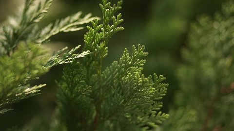 Thuja is an evergreen coniferous plant close-up. Selective focus.
