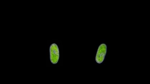 infusoria Paramecium bursaria under microscope, class Oligohymenophorea, family Parameciidae, has a symbiotic relationship with algae Zoochlorella. Sample found in hydrogen sulfide water