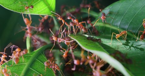 Red ants build their nests by joining forces to pull leaves together