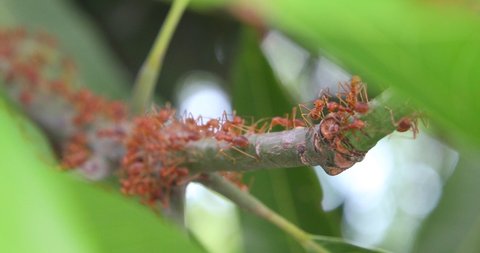Red ants build their nests by joining forces to pull leaves together