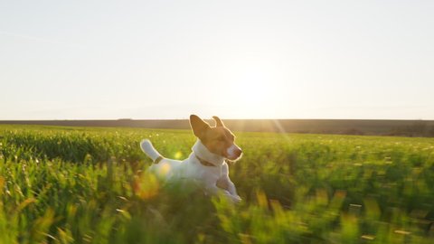 Dog Jack Russell Terrier runs walk Wheat Field green sticking out his tongue in spring at sunset slow motion. Pet runs quickly in meadow. Lifestyle. Agro farm. Lens flares. Freedom
