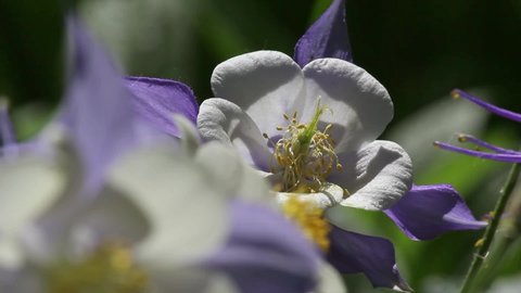 Blue and white petals of columbine flowers with pollen on pistils close up