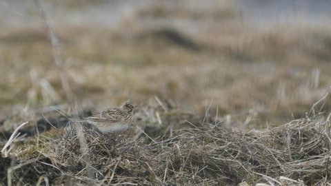 European skylark bird sitting and singing on the grass early spring