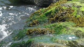A slow motion video clip of the ocean water flowing over the seaweed covered rocks.