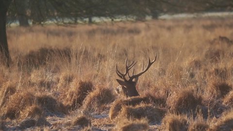Red deer stag resting winter morning golden hour slow motion