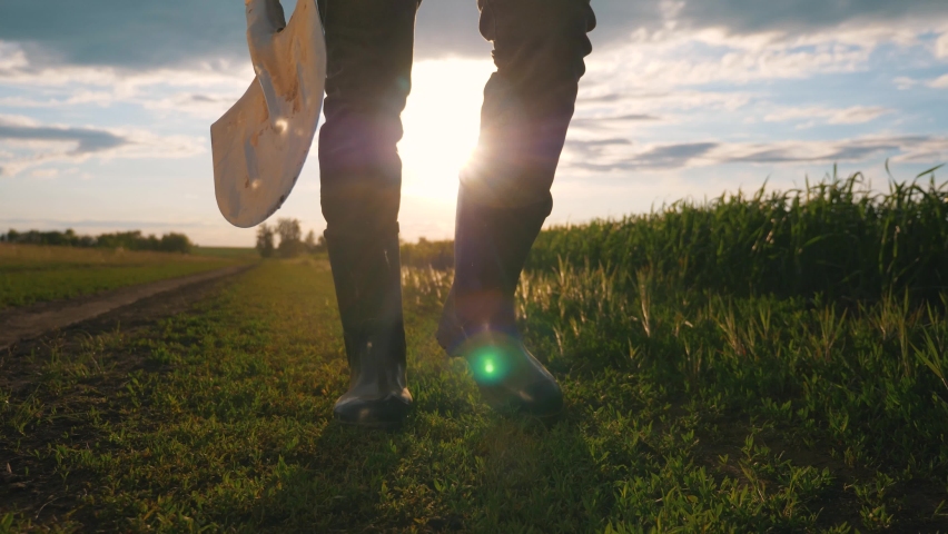 Agriculture. Farmer agronomist in rubber boots walks across field. Agricultural business. Farmer agronomist in field at sunset. Agriculture business concept. Farmer in rubber boots. Farmer businessman Royalty-Free Stock Footage #1071154021