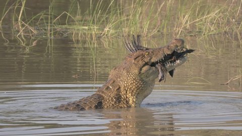 Crocodile feeding on a bird he caught in the water. Nile Crocodile are some of the largest reptiles on the planet.