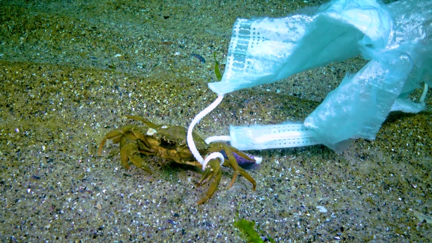 Large crab entangled in medical mask, ocean pollution with plastic debris, Black Sea | Shutterstock HD Video #1071157717