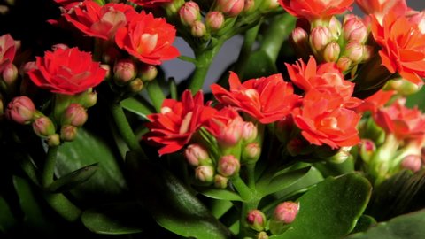 Dense red kalanchoe flowers and green leaves rotate under electric light against black blue background makro zoom out