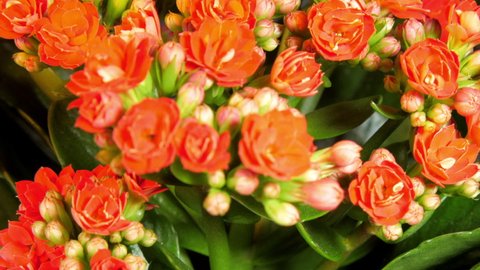 Dense red kalanchoe flowers with buds among green leaves grow in pot plant on blue decor shop background close