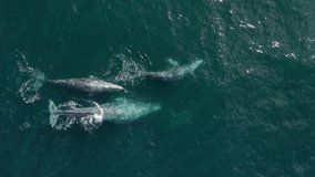 Endangered ecosystem. Aerial view gray whales flock of 6 wild animals. Cinematic 4K vertical drone footage whales family with mother and calves together blowing water fountains and creating rainbow