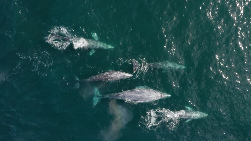 Endangered ecosystem. Aerial view gray whales flock of 6 wild animals. Cinematic 4K vertical drone footage whales family with mother and calves together blowing water fountains and creating rainbow | Shutterstock HD Video #1071163354